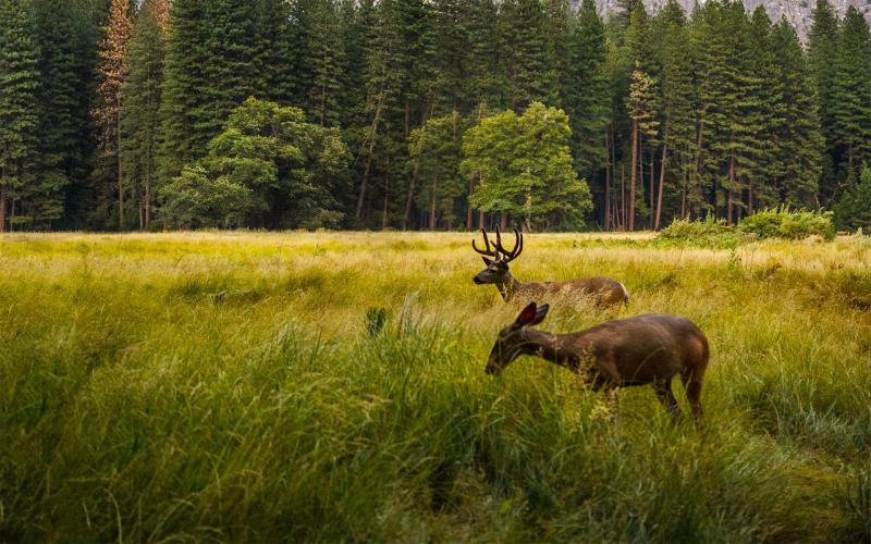 Survei Analisis Lingkungan